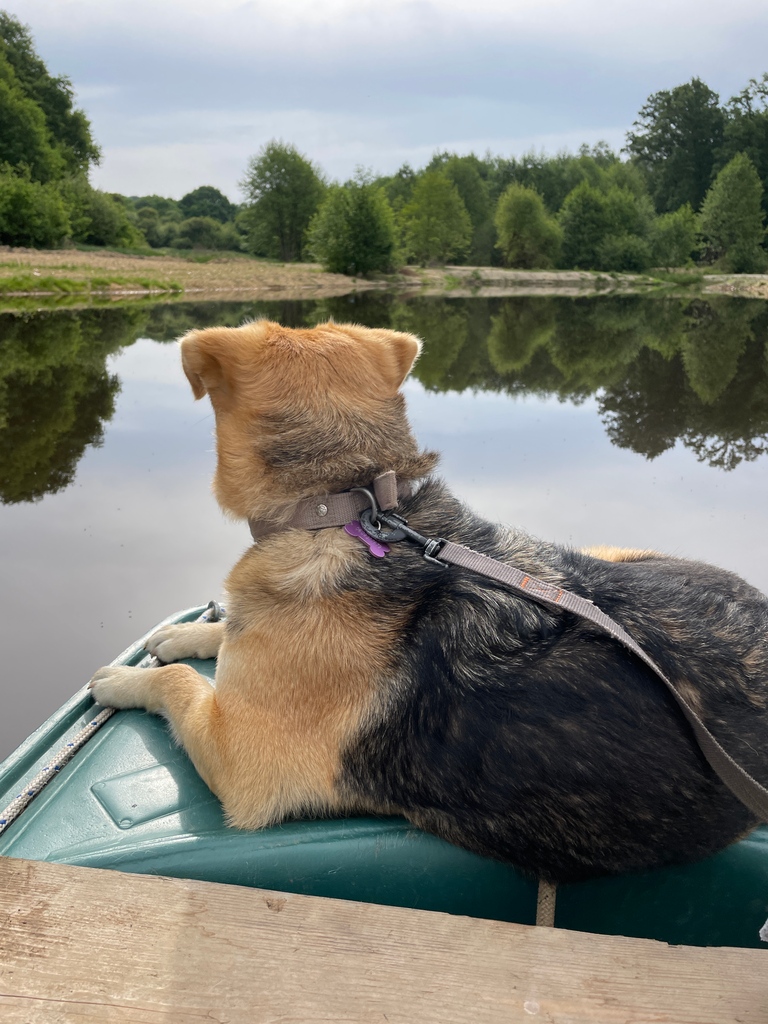 villedieulake's tweet photo. We took Lola for her first boat ride this week to check out the perimeters of the lake. An important job we do once a week! She loved it! #villedieulake #carpfishinginfrance #fishoftheweek #carplakefrance #dogsoftiktok #lakelifebestlife #newcarplake #carping #romanianrescue https://t.co/yLcAn0zCii