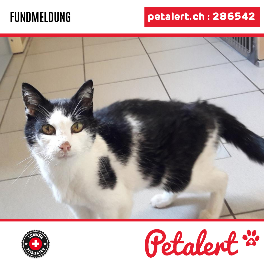 petalert_suisse's tweet image. Gefunden #Katze #Neuchatel #Boudry #Petalert  #PetAlertNE / p3t.co/EyRdA