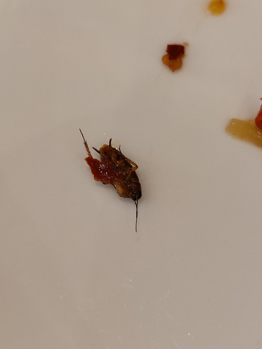 Rahul_Maney's tweet photo. @MLCIndia absolutely disgusting to see a dead cockroach 🪳 swimming in my Tom Yum soup. @fssaiindia @OberoiMall. Was told i will be given free dessert, smh! Need some strong action and response. https://t.co/BvZtY43Rta
