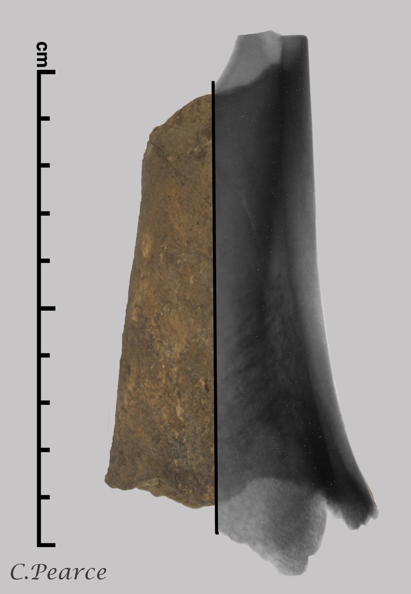 chloecantsing's tweet photo. 1/10. Hello, I’m Chloe Pearce and this is Looking Inside: Neutron and X-ray Tomography as complementary methods to Assess the Preservation of Archaeological Bone

@Conservators_UK @CDPConnect @EnglishHeritage @BirkbeckUoL @GenovevaBurca

#IconReachOut22 https://t.co/EijMhXKcs8
