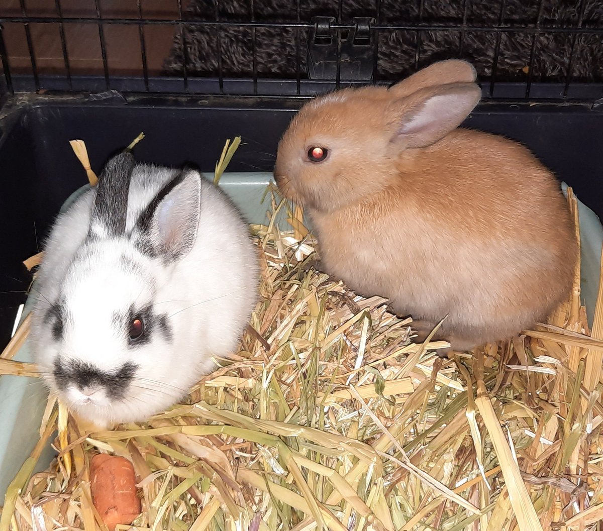 RipaltheRabbit's tweet photo. Introducing Dash and Brian. They are brothers and minis. Too cute! 😍 #cute #rabbit #bunny https://t.co/1cir56bHxe
