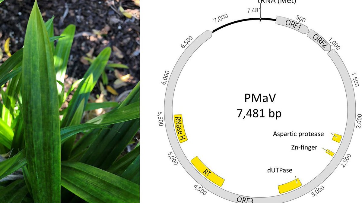 MicroQuar's tweet photo. [#VIRUS news] When #pathologists walk through a botanical garden, they sometimes find interesting information #genome #badnavirus @Cirad @PHIM_research @OregonState @USDA_ARS @SpringerNature

📙Read on https://t.co/iJnNLDopPh @SpringerNature https://t.co/4p81vxO7v7