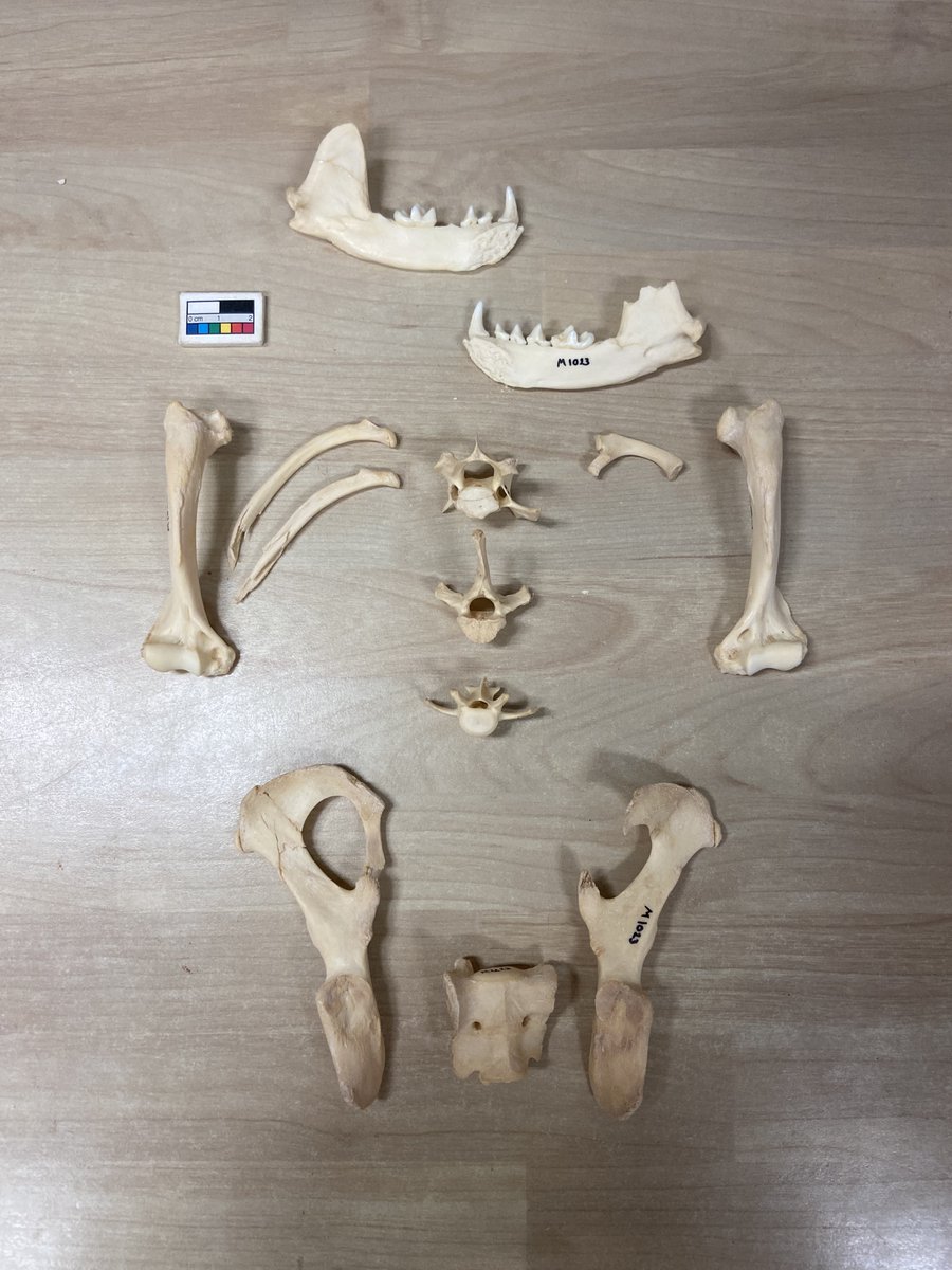 Mari_Albuq's tweet photo. Apparently it's #WorldOtterDay. So we found some Lutra lutra (Eurasian #otter) examples from the @UofHaifa reference collection. 
#Zooarchaeology https://t.co/f09lw1GfCa
