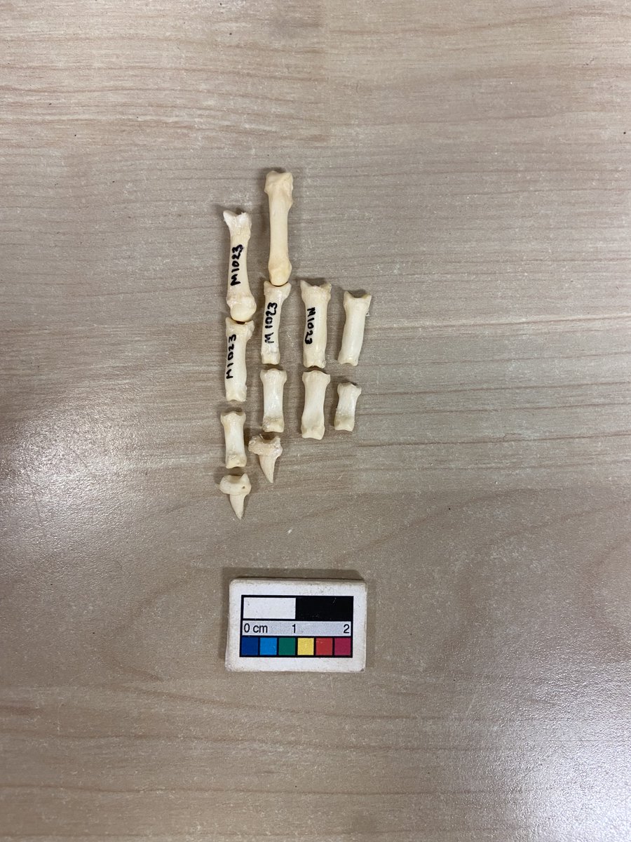 Mari_Albuq's tweet photo. Apparently it's #WorldOtterDay. So we found some Lutra lutra (Eurasian #otter) examples from the @UofHaifa reference collection. 
#Zooarchaeology https://t.co/f09lw1GfCa