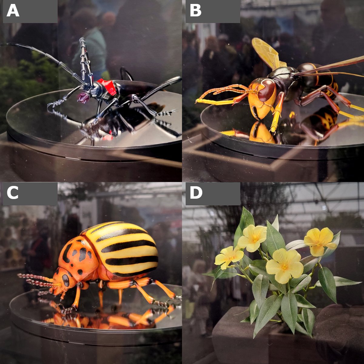 Our gold winning 'Don't Risk It' stand at #RHSChelsea shows some of the future pests we're worried about coming into the UK. Can you name any of the below??

#GuessThePest #PlantHealth 

<a href="/DefraGovUK/">Defra UK</a> <a href="/plantchief/">Nicola Spence CBE</a>