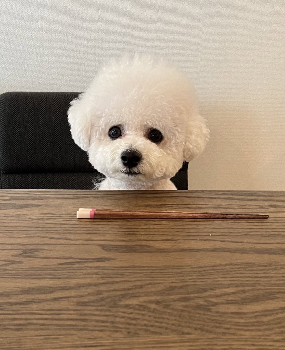 箸が置かれたので食卓についた犬です。