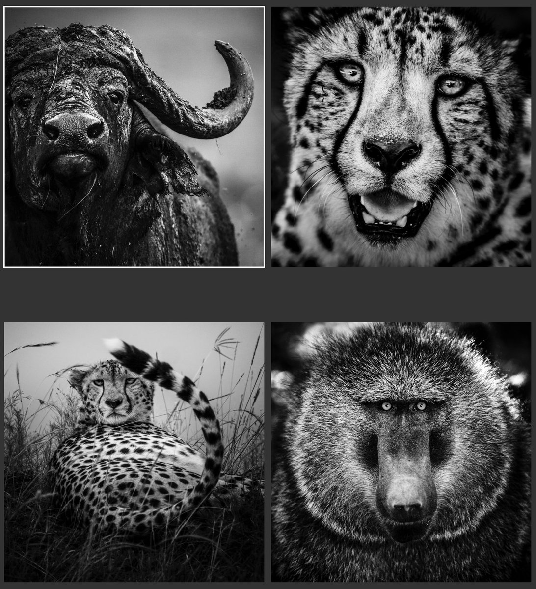 laurentbaheux's tweet photo. Se souvenir, en tant que mammifère, que nous, animal humain, faisons partie de la même famille du vivant et dépendons ensemble de la santé de la même planète
https://t.co/GASBoizTCv #animal https://t.co/j6FTcjXpUC