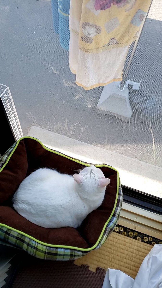 飼い主の帰りを待つテトくん