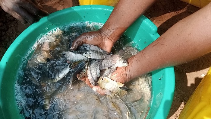 Caritas Congo Asbl (@caritascongo) on Twitter photo #RDC: Caritas-Développement Kikwit appuie la #pisciculture Villageoise dans le Secteur Kwenge, Territoire de Bulungu, dans la Province de Kwilu bit.ly/3ab7EVY
<a href="/KwiluMedia/">Kwilu Media Corp.</a> <a href="/PrimatureRDC/">Primature de la République Démocratique du Congo</a> #RDC: Caritas-Développement Kikwit appuie la #pisciculture Villageoise dans le Secteur Kwenge, Territoire de Bulungu, dans la Province de Kwilu bit.ly/3ab7EVY
<a href="/KwiluMedia/">Kwilu Media Corp.</a> <a href="/PrimatureRDC/">Primature de la République Démocratique du Congo</a>