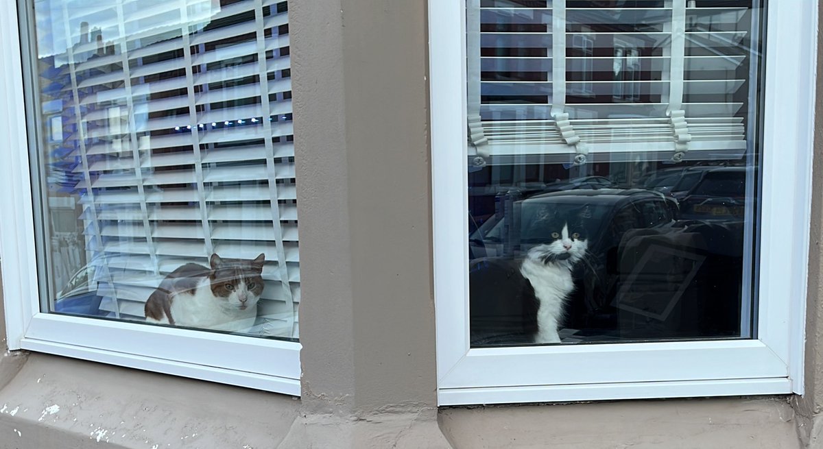 thecapacitycat's tweet photo. Waiting for my return #capacitycat #mentalcapacitycat #thecapacitycat https://t.co/Xrakawnpeo