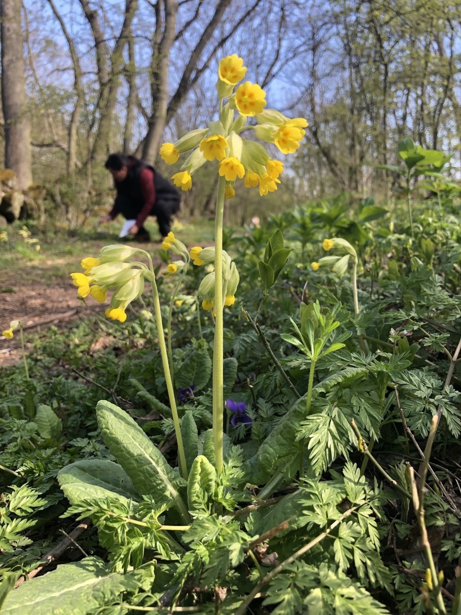 LookforCowslips's tweet photo. It is the second year we are doing the cowslip campaign all over Europe. Many of you have already made many cowslip observations and are experienced.

Share your knowledge and let us know what are your tips to do the cowslip observations? 🧐

#citizenscience #lookingforcowslips https://t.co/ZJhKe4ppWQ
