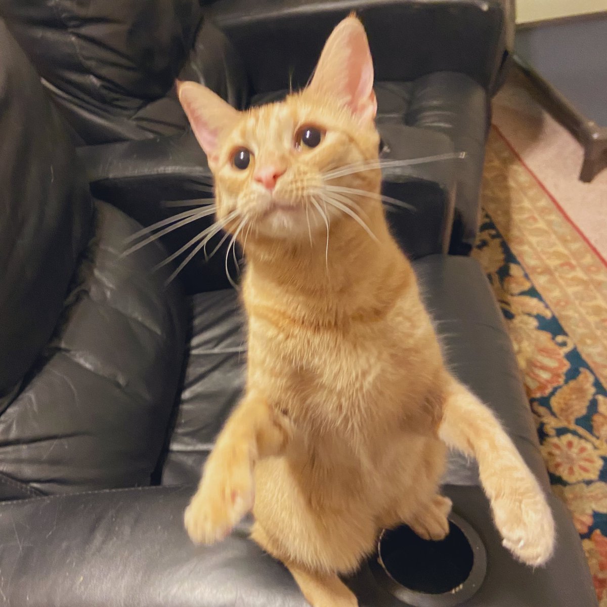 Foster_Fluff's tweet photo. #MsHank is so happy to see y’all. 🧡 #CatsOfTwitter https://t.co/ndldHt30sb