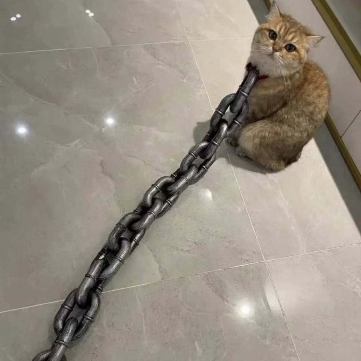 Felix tweet media