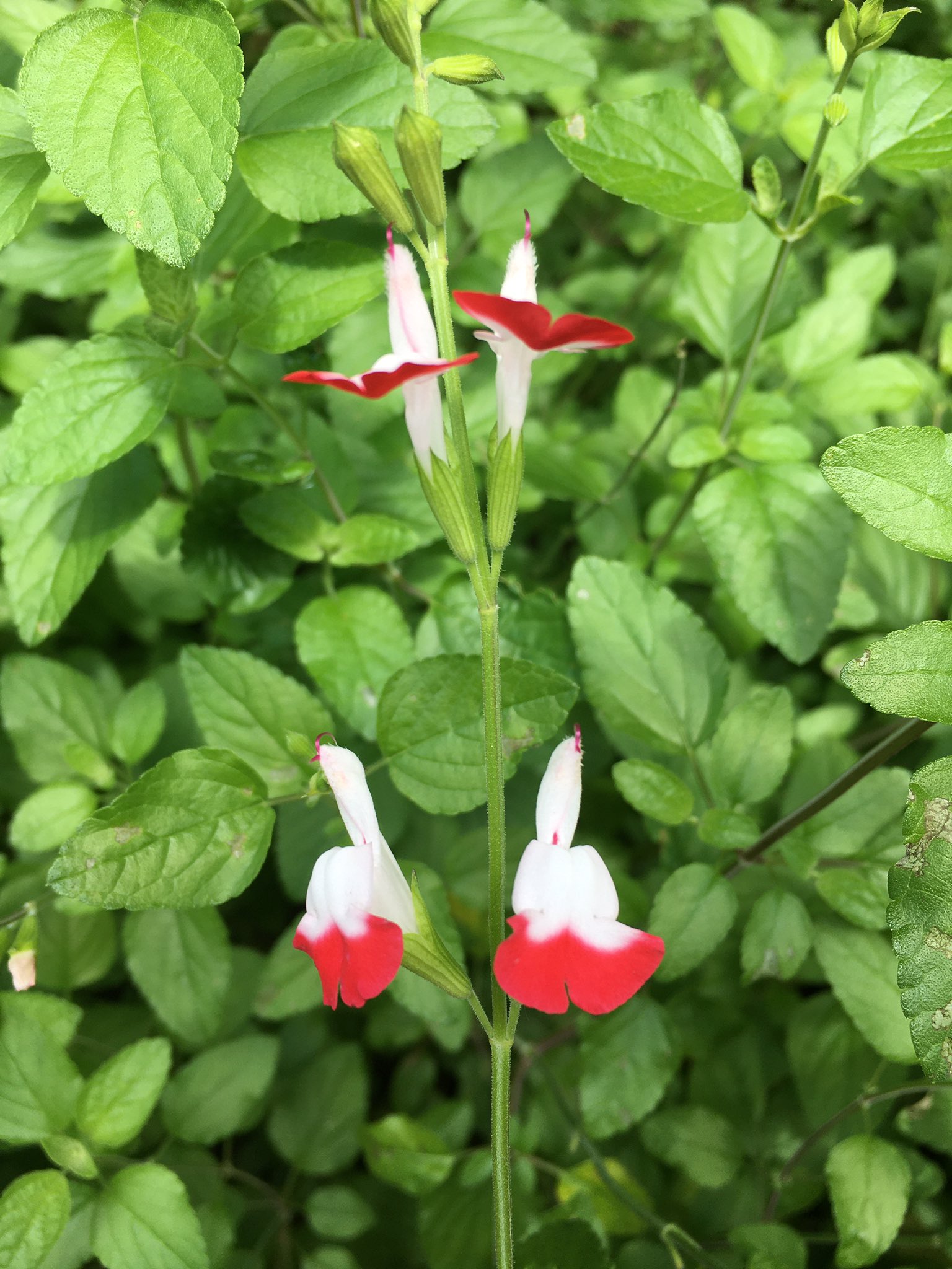 べスとヒット チェリーセージ 白に赤のにじんだような 色彩がかわいい 花びらはエディブルとして利用でき 葉はハーブとして利用できる 花言葉は 燃ゆる思い 尊重 知恵 チェリーセージ T Co Ee2scaly2k Twitter
