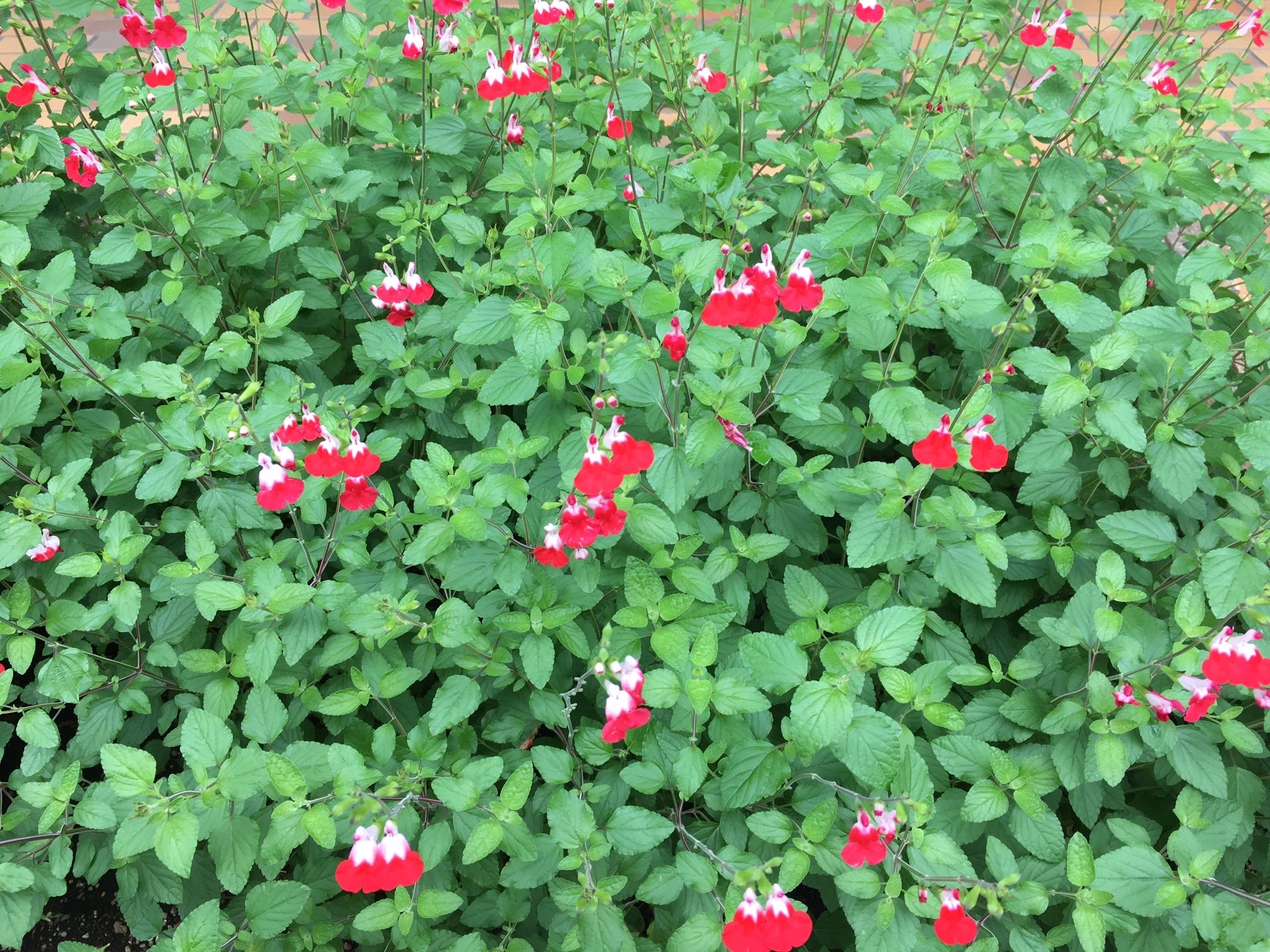 べスとヒット チェリーセージ 白に赤のにじんだような 色彩がかわいい 花びらはエディブルとして利用でき 葉はハーブとして利用できる 花言葉は 燃ゆる思い 尊重 知恵 チェリーセージ T Co Ee2scaly2k Twitter
