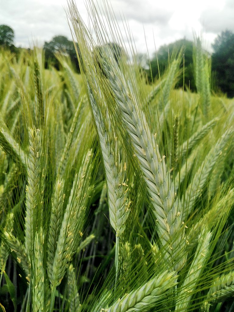 Dominiqueluhern's tweet photo. Le triticale est la céréale qui a le moins souffert du temps sec https://t.co/8uSlVZsW4X