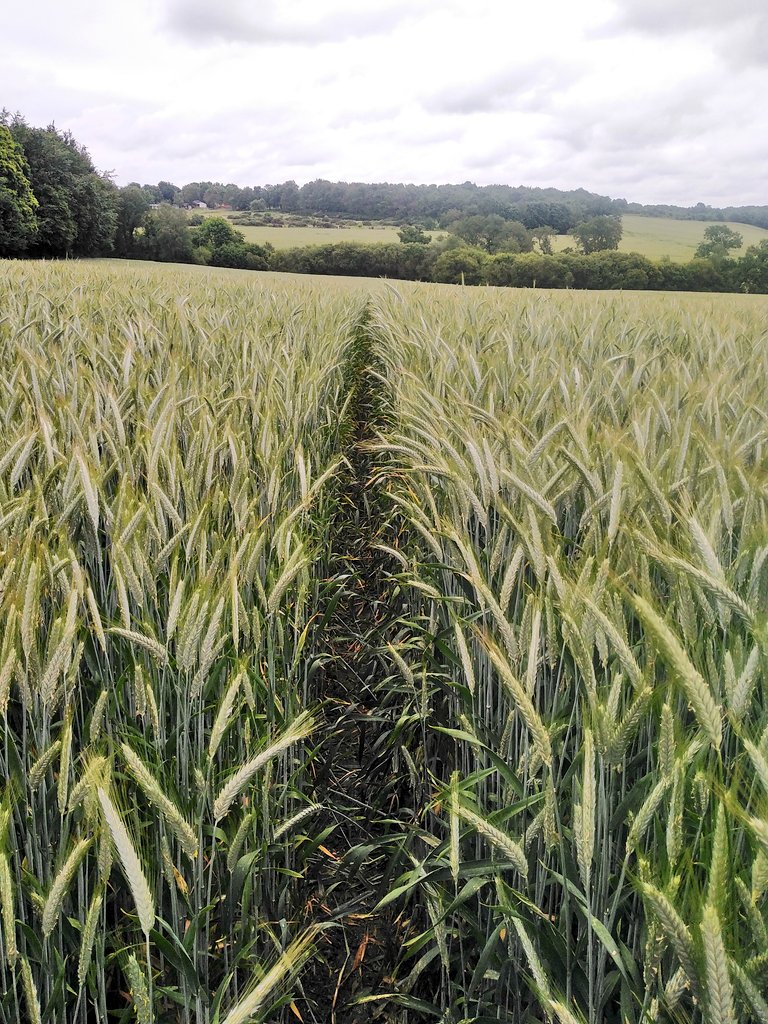 Dominiqueluhern's tweet photo. Le triticale est la céréale qui a le moins souffert du temps sec https://t.co/8uSlVZsW4X