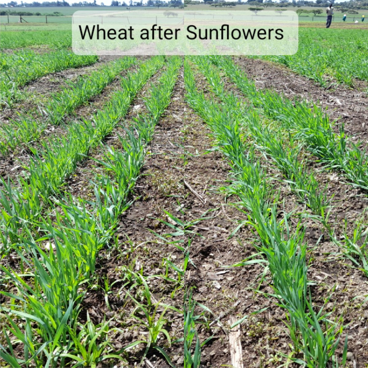 David_Agronomy's tweet photo. Continuing the "rotation crops legacy" theme.... 
(I should have emphasised previously that nematodes and root structure etc are also at play after sunflowers, not just Mycorrhizae. And, canola forms an important part of any rotation in the wider picture; e.g. reducing Fusarium). https://t.co/UPMdrKwnfB