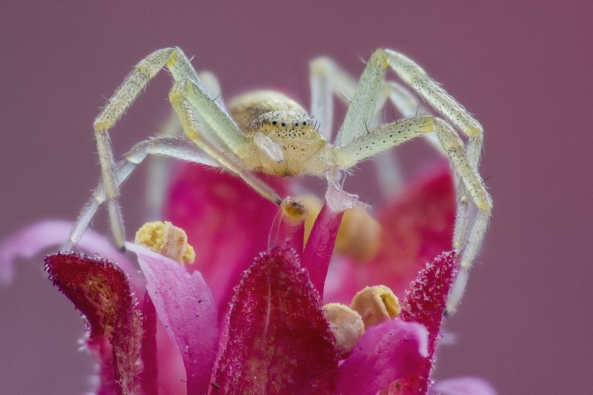 A running crab spider sitting on a flower top. @ElyPhotographic @NearbyWild @MacroHour @BritishSpiders @ThePhotoHour #NaturePhotography #spiders