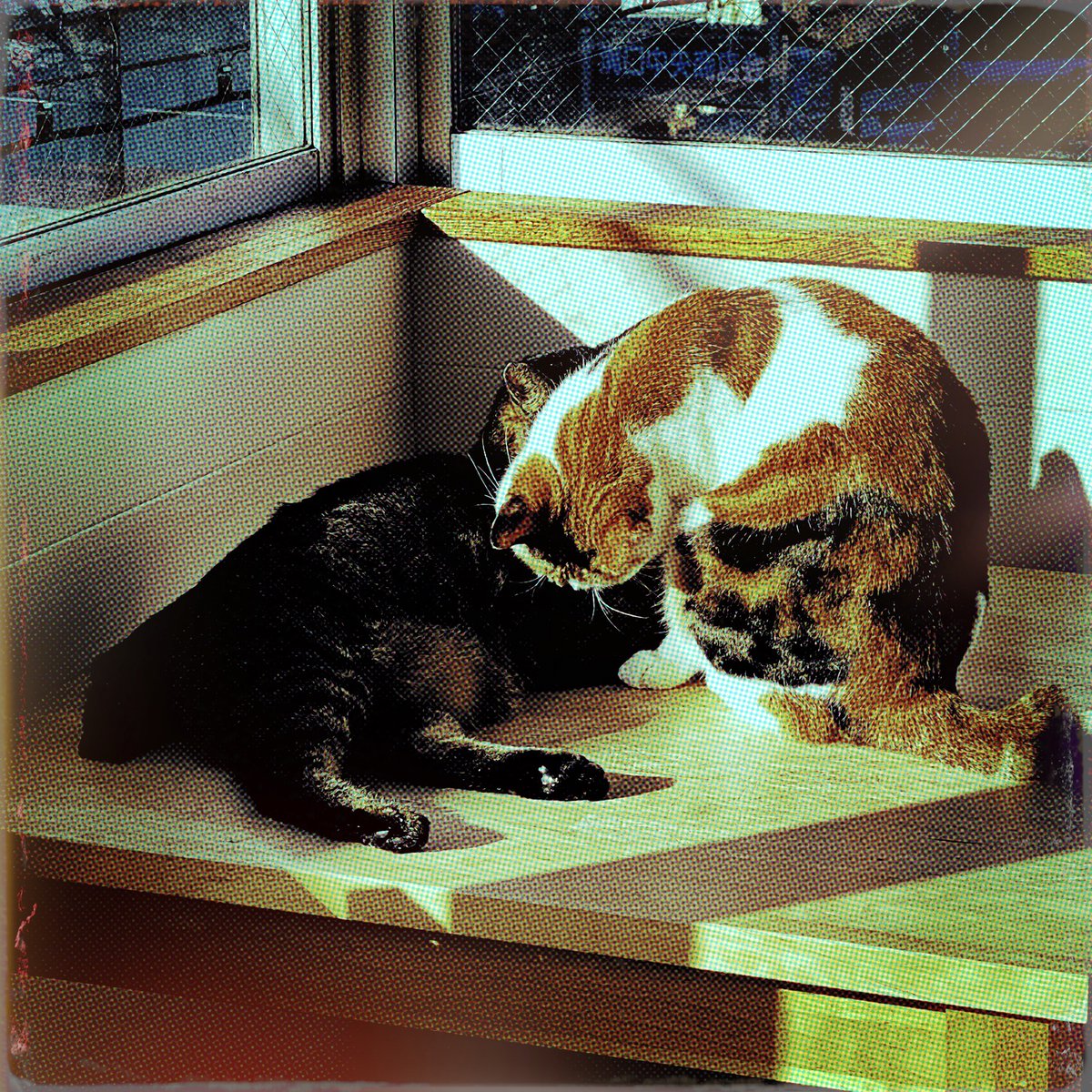 obi_wan_eclipse's tweet photo. Interruption. #猫式 #cat #ShotoniPhone #Hipstamatic #Dotty #Reeta #JollyRainbo2X https://t.co/rcYjgD8NNh