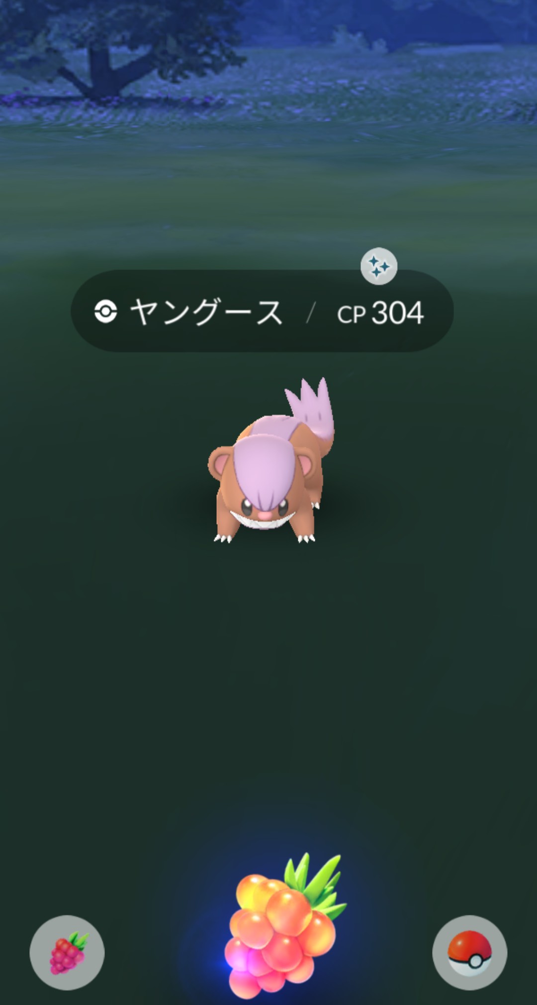 おれんぢ やった 2体目 ポケモンgo 色違いポケモン ヤングース T Co A5bvtvbynn Twitter