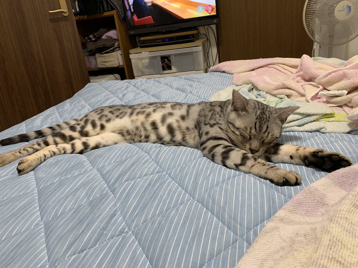 leon_0830_'s tweet photo. 冷感シーツデビュー✨
レオンくんはさっそくお寛ぎに🥰

＃ベンガル　＃猫　＃cat https://t.co/j1M8yuwJqZ