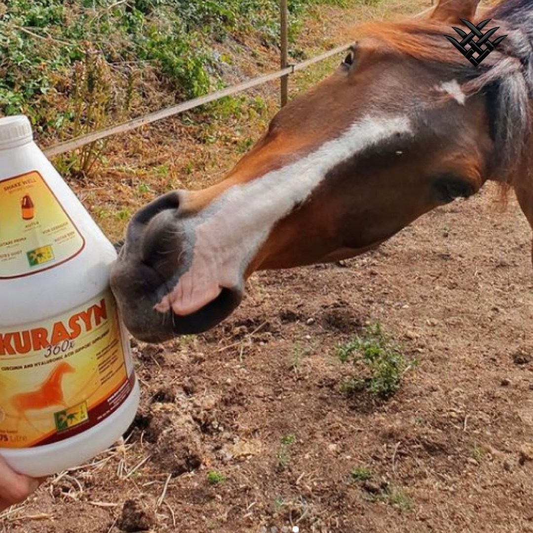FarmStable's tweet photo. Today, on National senior health and fitness day, we want to focus on ways to support your elderly horse ❤️  🔶 @TRMNutrition KURASYN 360X🔶  with Curcumin &amp; Hyaluronic Acid is an effective Joint Support Supplement. More info https://t.co/S4XdGILJas

#FarmStable_UK #farmstableuk https://t.co/JWfODP1oSY