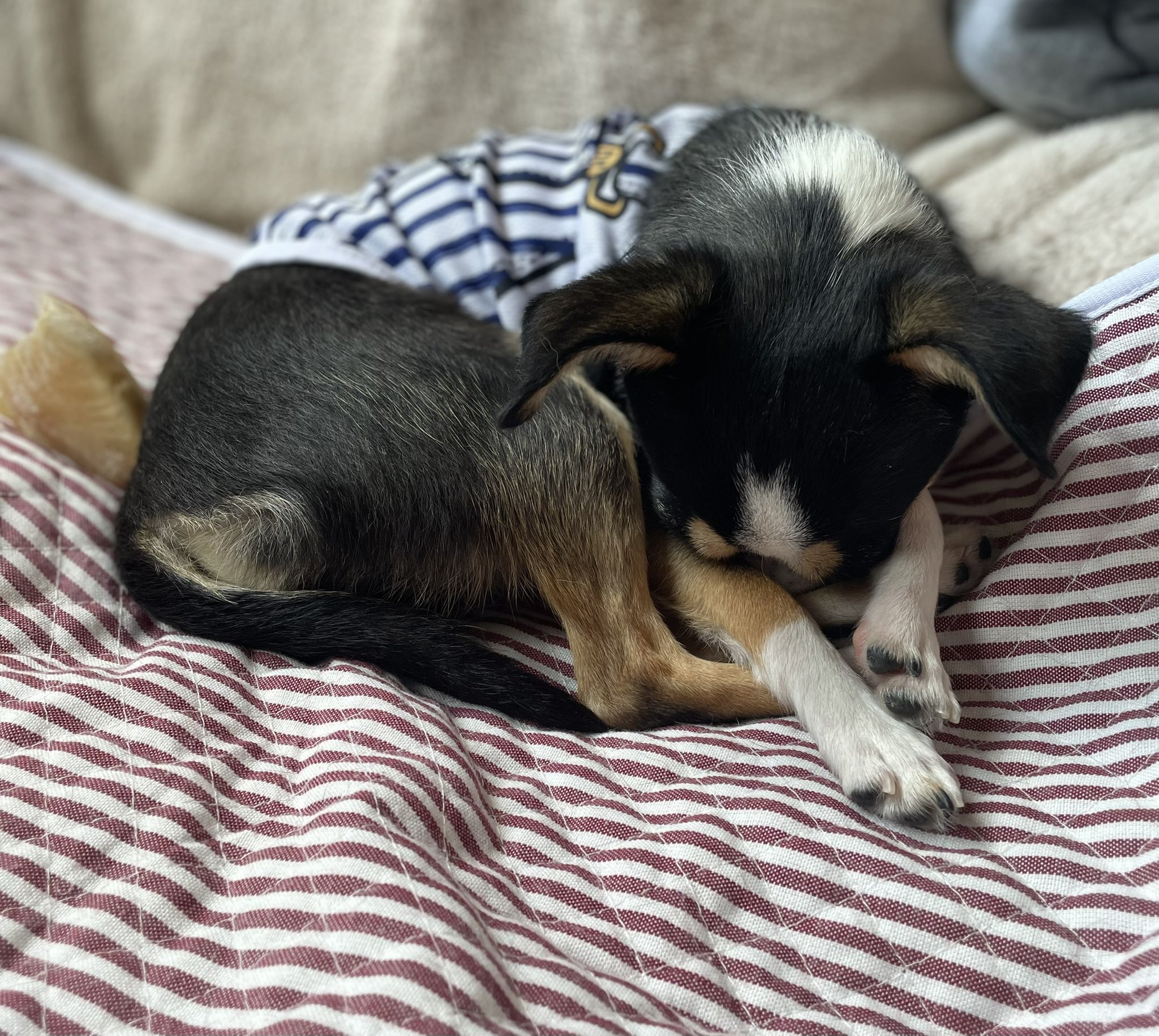 تويتر チワワのsora على تويتر なんだか 面白い寝相 チワワ 犬のいる暮らし T Co Nfyqqi4j5a