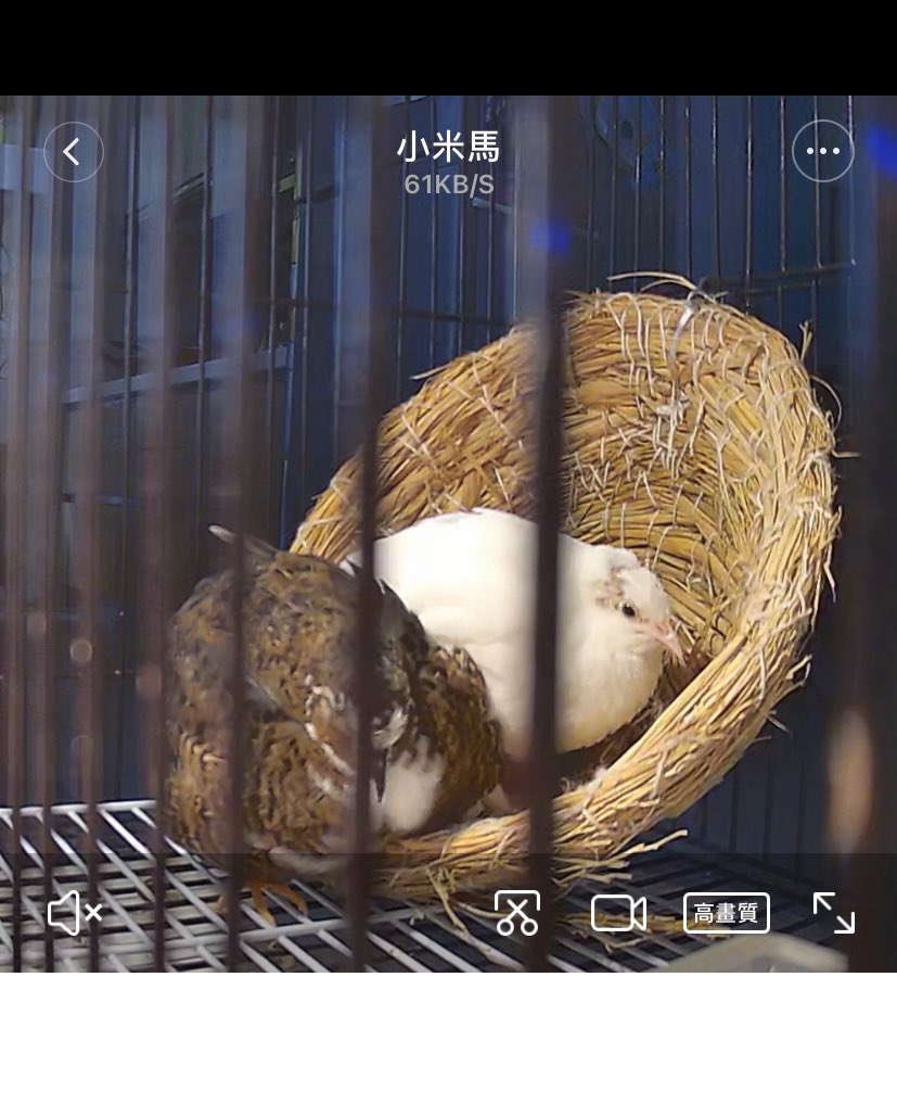 f030158's tweet photo. 2021.9.9-2022.5.25耀西我��來很看好妳， 但這些都不重要了⋯
剛好今天的大雨就代替我哭了😢 https://t.co/vRLIEudeAj