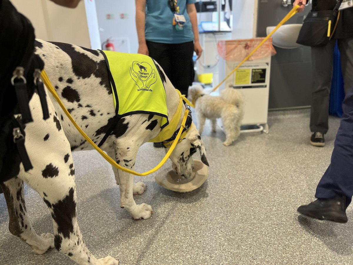 Kathy Siaoa (@kathysiaoamft) on Twitter photo We had a lovely visit to ward 5 from Roley, Sherlock and Rosey. The patients and staff where all overjoyed to have the therapy dogs! We even gave them a drink! 🐶❤️ <a href="/Ward5_Elderly/">Ward 6 # Care of Elderly</a> <a href="/SeemaSimon10/">Seema Simon</a> <a href="/Kerrie27455950/">Kerrie ward 6Therapeutic Activity Co ordinator</a> @PamelaTayRN <a href="/MosesBrighty/">Brighty Moses</a> We had a lovely visit to ward 5 from Roley, Sherlock and Rosey. The patients and staff where all overjoyed to have the therapy dogs! We even gave them a drink! 🐶❤️ <a href="/Ward5_Elderly/">Ward 6 # Care of Elderly</a> <a href="/SeemaSimon10/">Seema Simon</a> <a href="/Kerrie27455950/">Kerrie ward 6Therapeutic Activity Co ordinator</a> @PamelaTayRN <a href="/MosesBrighty/">Brighty Moses</a>