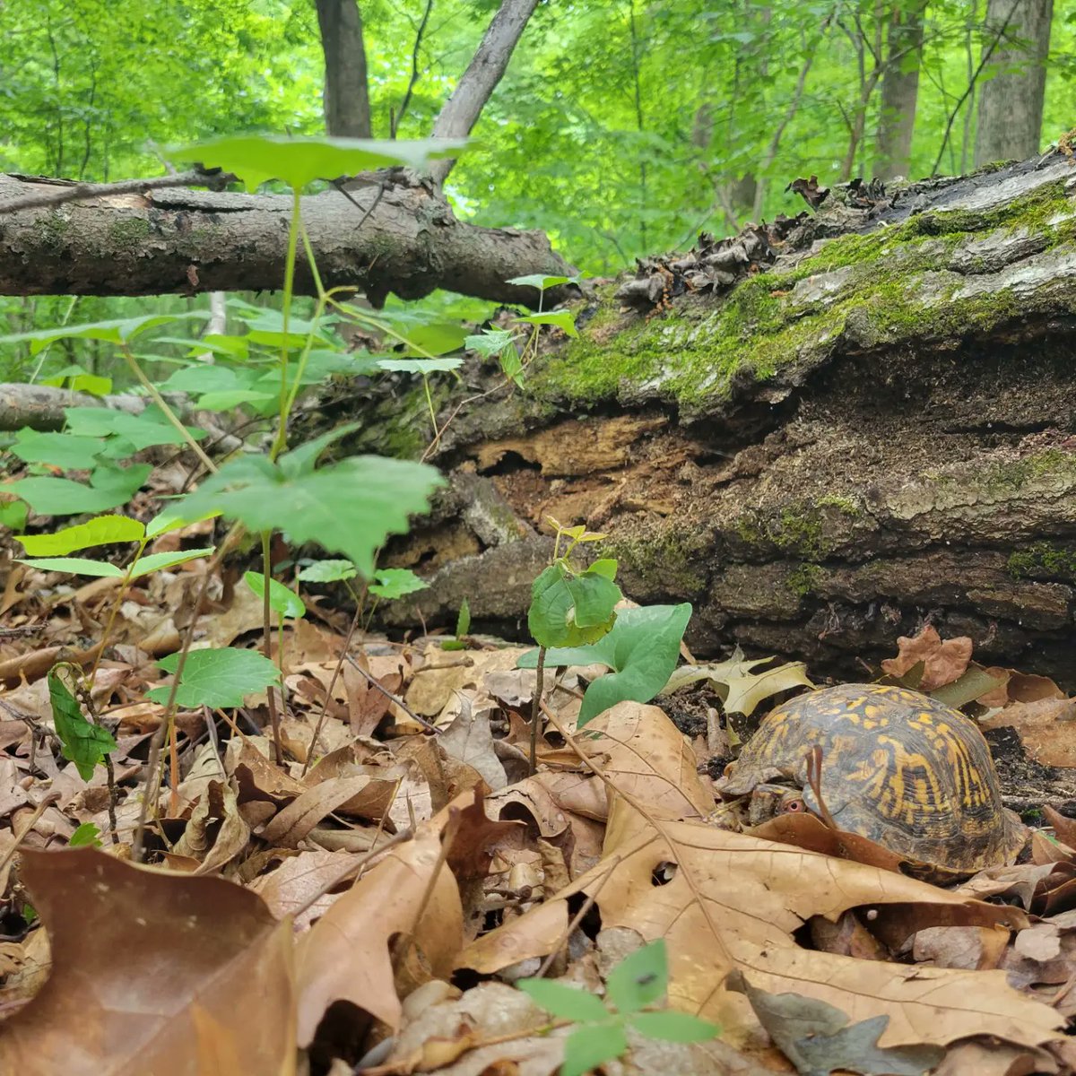 Ben Zino tweet media