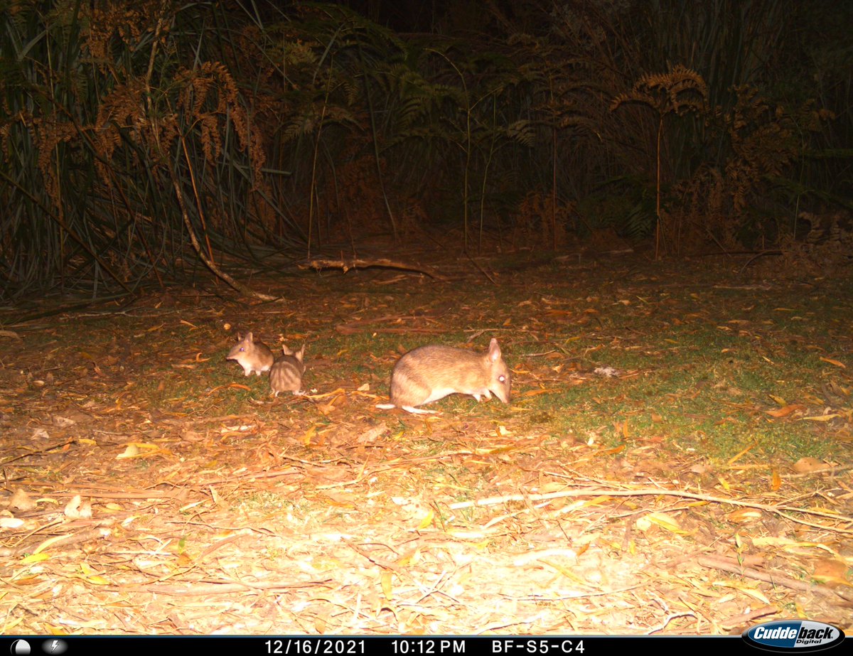 Jessie Buettel tweet media