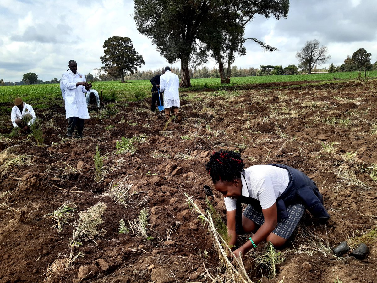 Egerton_Library's tweet photo. Earlier today, @egertonunikenya library staff participated by planting trees during the annual #EgertonUniversityEnvironmentalWeek2022 which is inspired by the theme "Only One Earth: Living Sustainably in Harmony with Nature" and sponsored by TAGDev Program, Kenya. https://t.co/AWlwhqWHHu