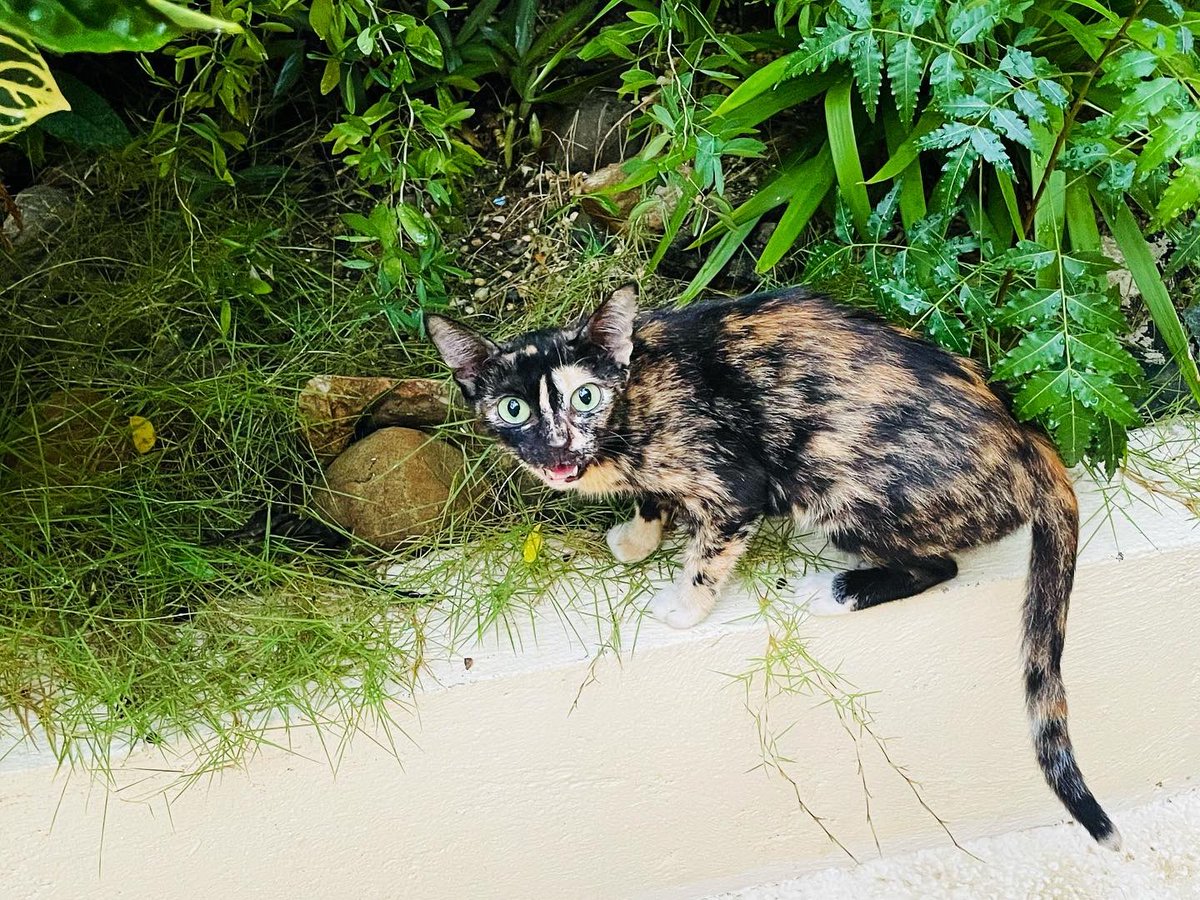 TV Catrol #CATrolngPilipino 🐈 on Twitter: TV Catrol #CATrolngPilipino 🐈 on Twitter: