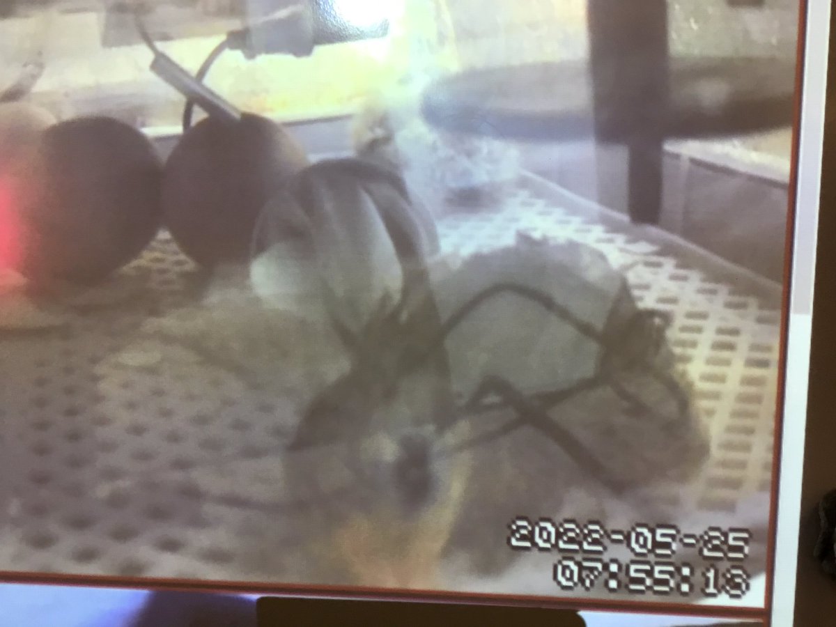 Chick number 2 hatched around 7:45 this morning. The kids are going to be so eggscited! <a href="/CopperHillES/">Copper Hill</a>