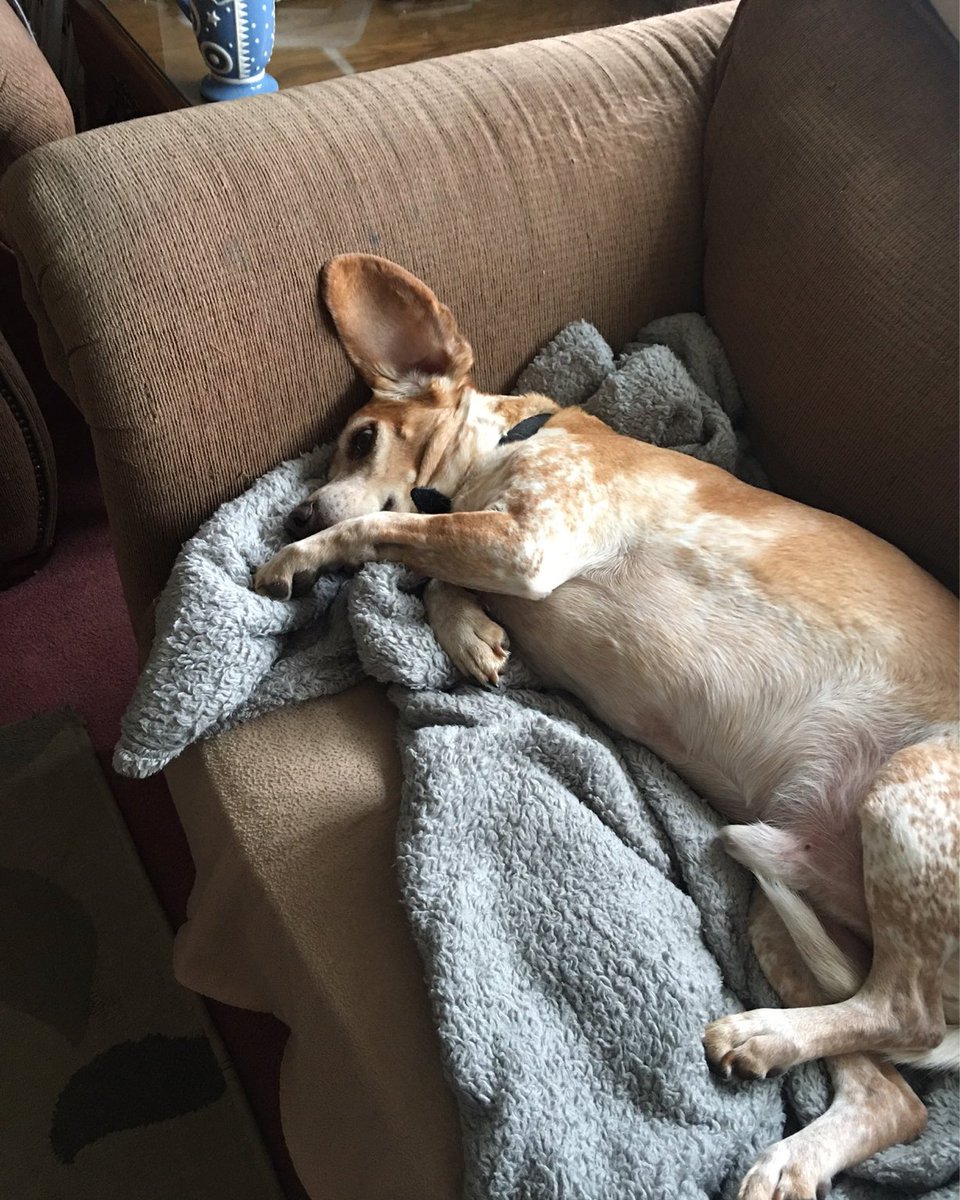 The #beagle regularly sleeps with one ear open in order to monitor their environment for sounds of food. This is known as the Treat Ear. #beaglefacts 

📷 <a href="/ShellvpSmith/">Shell Survived HARRY</a> / Twitter