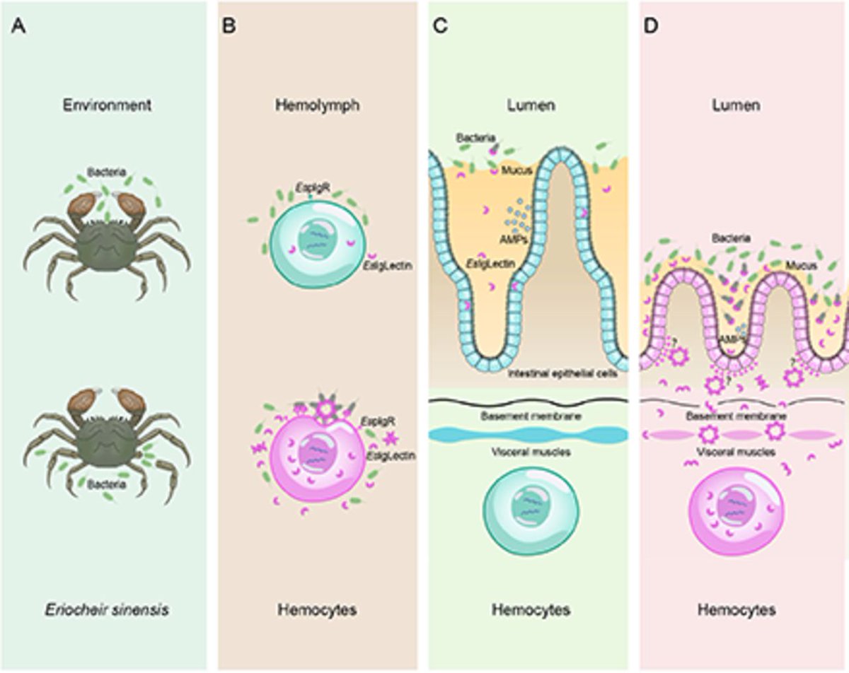 J_Immunol's tweet photo. A novel #immunoglobulin domain-containing #Ctypelectin triggers the intestine-hemocytes axis to regulate #antibacterialimmunity from Weiwei Li at East China Normal University | #ComparativeImmunology #MucosalImmunology #CLRs https://t.co/ZZprofegCM https://t.co/1qmkUagqnp