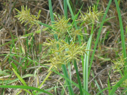 Lawnmasters318's tweet image. If you have lots of nutgrass in your lawn, blame yourself. Nutgrass (not true grass, but a sedge) thrives in sickly lawns that are underfed, poorly drained, watered too much, and mowed too short. 

#lawnmasters #lawntech #shreveport #weedoutwednesday