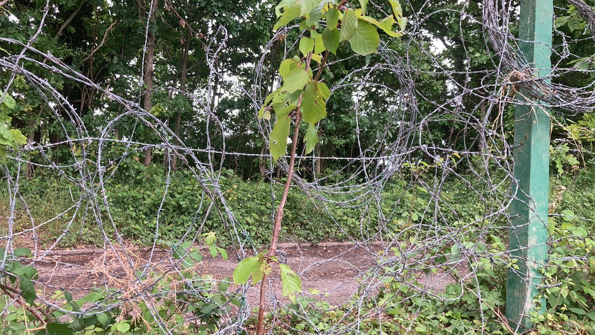 Peter Roberts (@peterobertspga) on Twitter photo I shall call this one āSpike Fenceagainā
This is now the third time I have had to make running repairs to this small part of the fence and the 7th time across the whole fence. <a href="/ElmbridgeBC/">Elmbridge BC</a> & <a href="/ElmbridgeBeat/">Elmbridge Beat (Surrey Police)</a> can we get a bit of help please. I hope my tetanus jabs are up to date! I shall call this one āSpike Fenceagainā
This is now the third time I have had to make running repairs to this small part of the fence and the 7th time across the whole fence. <a href="/ElmbridgeBC/">Elmbridge BC</a> & <a href="/ElmbridgeBeat/">Elmbridge Beat (Surrey Police)</a> can we get a bit of help please. I hope my tetanus jabs are up to date!