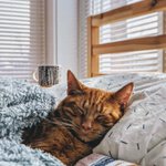 Photo by Tailster Pet Care & Perks (@Tailstercom)