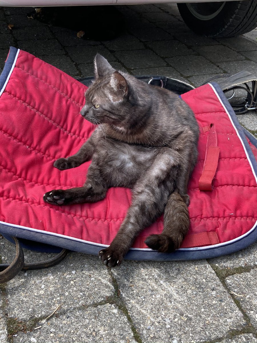 mxndlxssbxtch's tweet photo. @hauntmallows here is my cat sitting on a riding pad, enjoy🥰 https://t.co/RX8eX0okdN