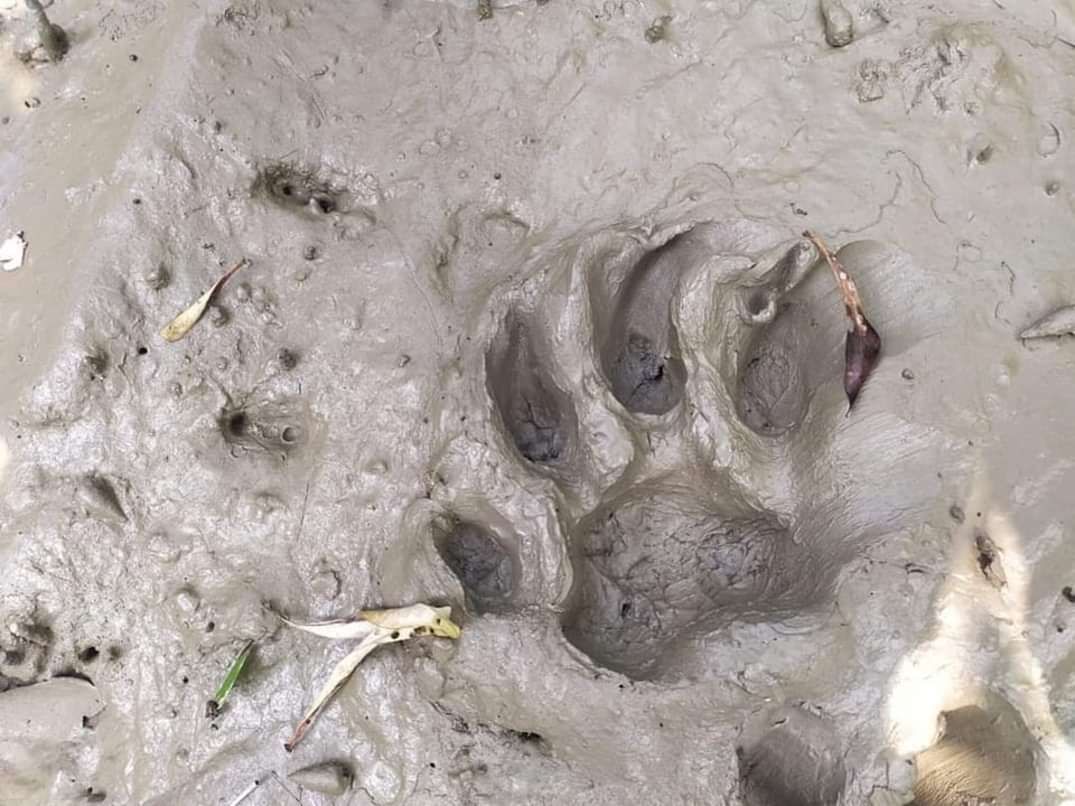 Camellia Biswas (find me at @cammy-06.bsky.social) tweet media