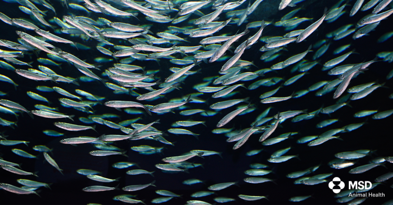 MSDAnimalHealth's tweet photo. We’re proud to announce the launch of a new DNA-based platform that supports marine conservation and global food security. This innovative technology provides data for fish catch limits and more.