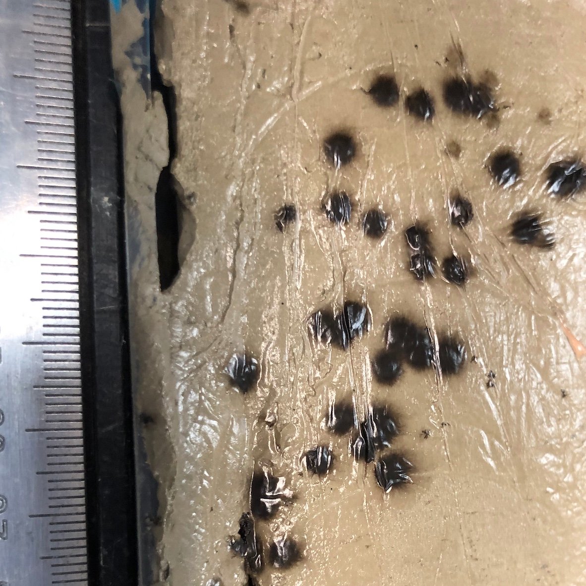 Ross_PT's tweet photo. One year after being drilled from hundreds of meters below the seafloor, #IODP cores grow a huge variety of mold. Fun to look at, less fun to scrape off...
#Exp395C #NSFfunded https://t.co/9LD1FqAEt5
