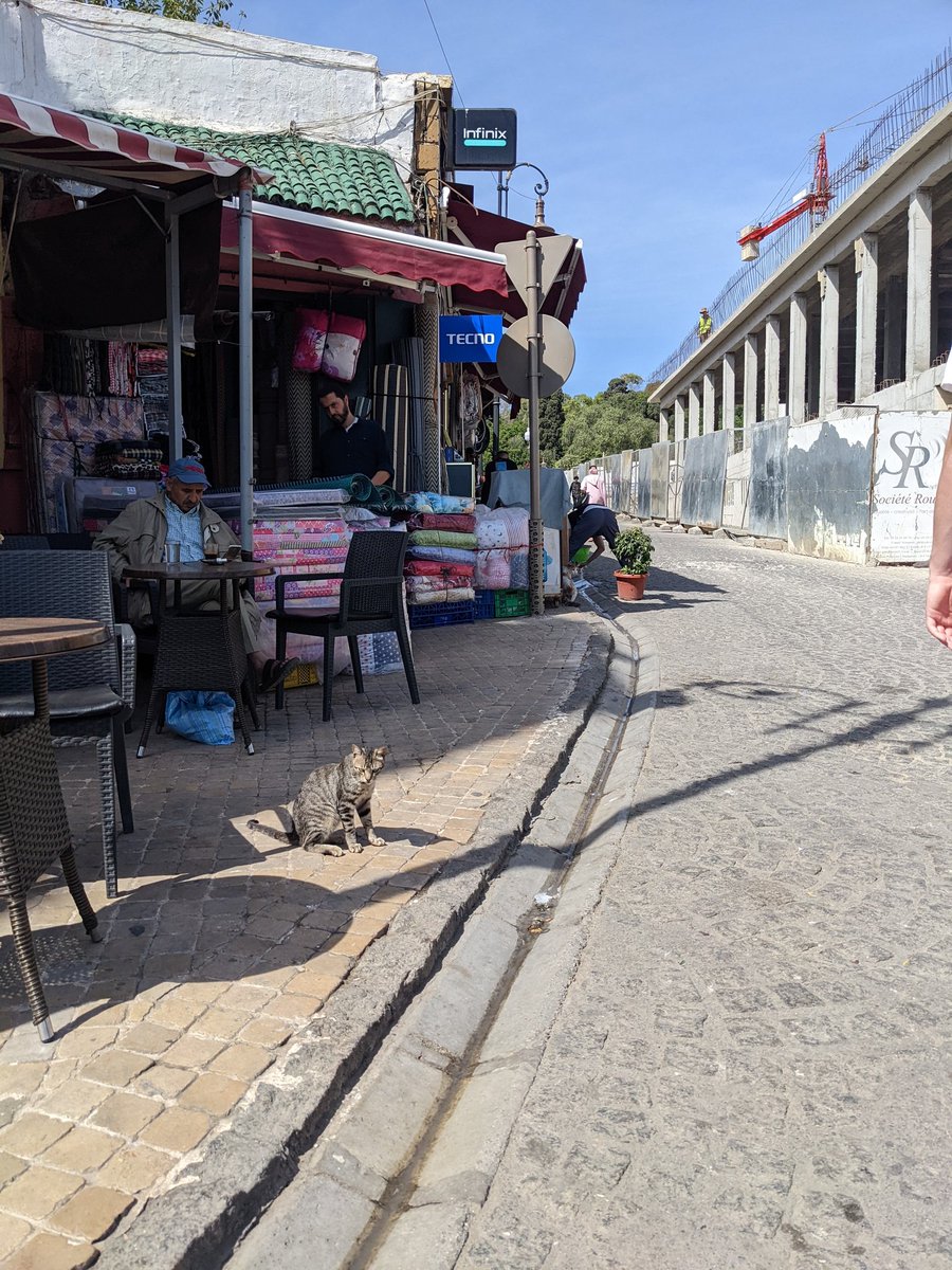 lisaschibelius's tweet photo. Day 11: @vtrsap leaving Tangier π²π¦ #catsofmorocco #VTRSAP2022 https://t.co/c2PIBUwKZb