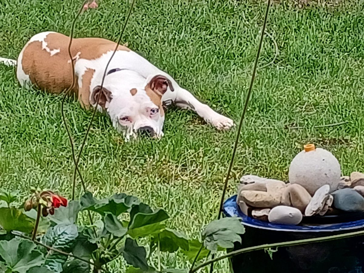 #Lola, chilling at <a href="/EricCBrock1/">Eric C Brock</a>'s.