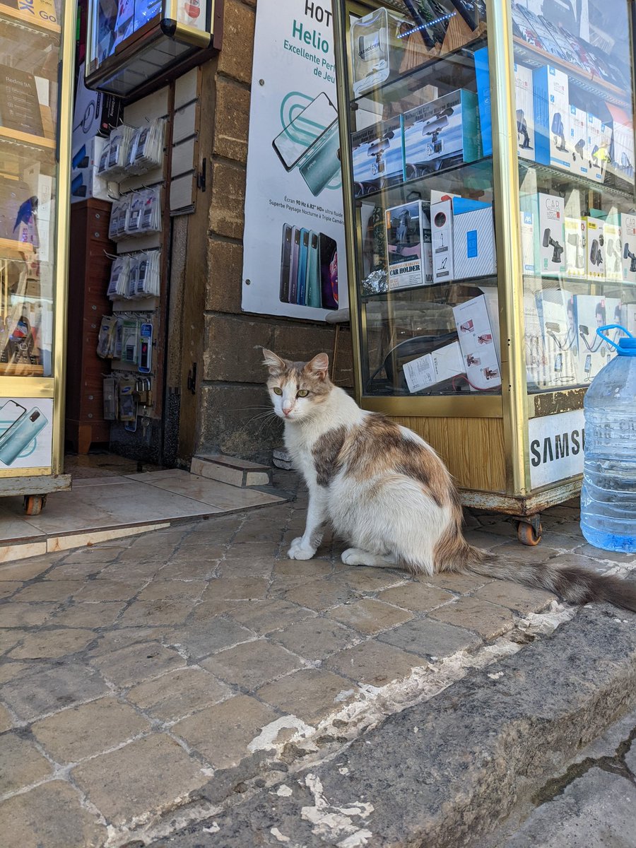 lisaschibelius's tweet photo. Day 11: @vtrsap leaving Tangier π²π¦ #catsofmorocco #VTRSAP2022 https://t.co/c2PIBUwKZb