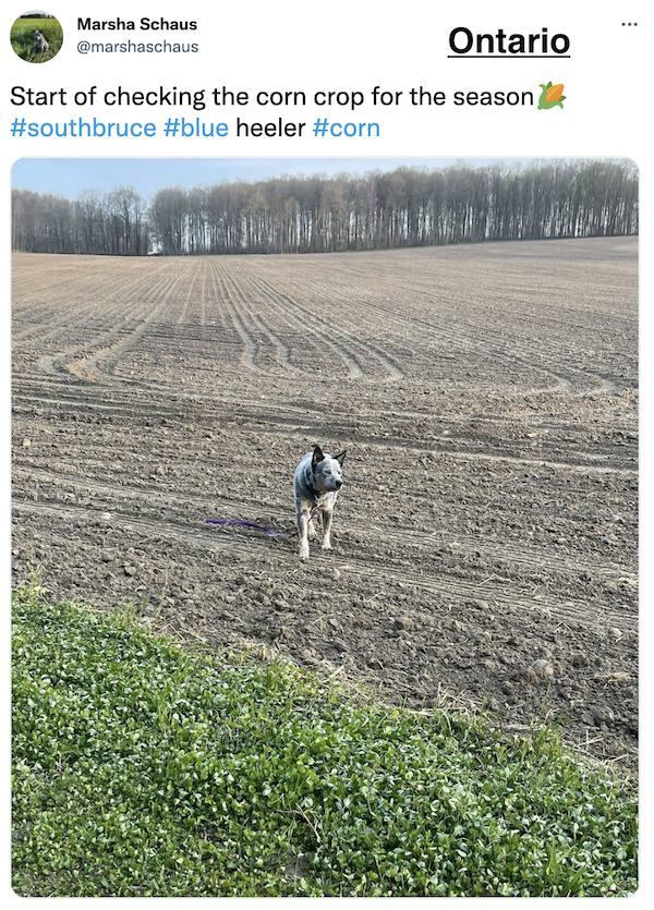 FarmTank Tweet of the Day!

Congrats to <a href="/agwithemma/">Emma</a> and <a href="/marshaschaus/">Marsha Schaus</a> for being featured in <a href="/KevinVanTrump/">Kevin Van Trump</a> report! 

#FarmTank #VTR #Corn #Agriculture #Soybean #AgTwitter #wheat #plant22 #plant2022