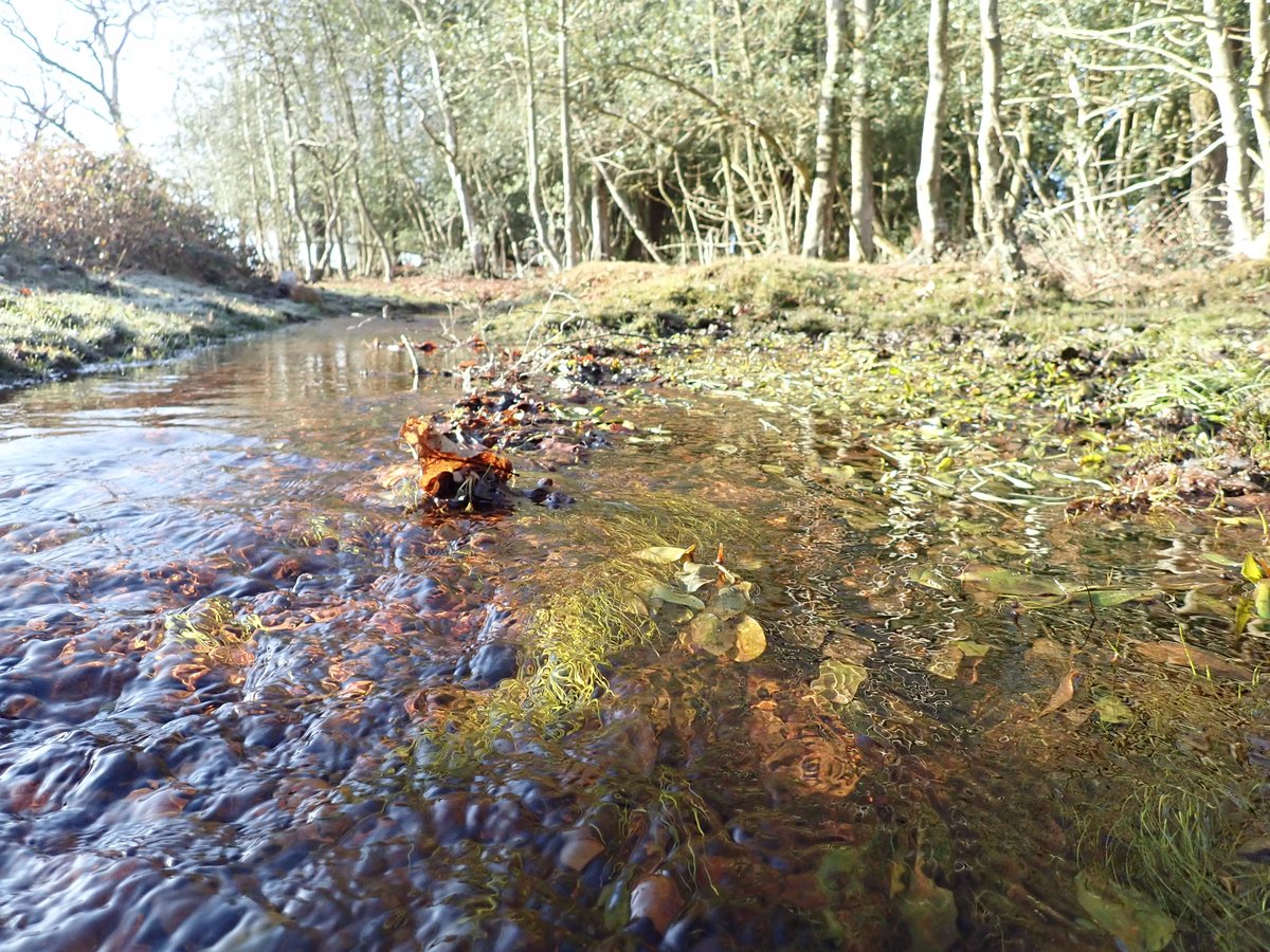 From source to sea the New Forest wetlands are ancient, pristine and bursting with rare wildlife.  We are asking visitors to follow the Water Code.

Find out how you can help protect wetland wildlife:
bit.ly/LeavenotraceNe…

<a href="/NewForestNPA/">New Forest NPA</a>
<a href="/LymKeyRanger/">Lymington-Keyhaven Nature Reserve</a>
<a href="/EngNewForest/">The New Forest - Forestry England</a>