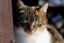 ZorroAsk's tweet photo. If cats could talk - they wouldn't https://t.co/DI6HjpthJs